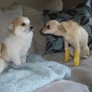 룰루랄라 이미지