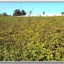 전호농장 이미지