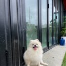 댕즈 이미지