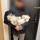 이레동물병원 | 노령견과 행복하게 살기 : 건강검진 그리고 종괴 제거와 스케일링