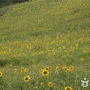 노란 해바라기의 바다에 ‘풍덩’, 태백 구와우마을 이미지