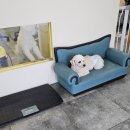 안녕, 상이 친구들! 이미지