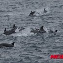 동물의 왕국 이미지