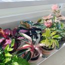 호야 달수 이미지