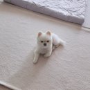 4uPC | 강아지 단백뇨 식습관 관리 극복기