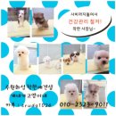 사비켄넬 이미지