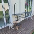 썸바디독스 파주분점 이미지