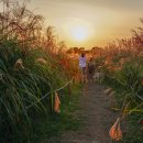 하늘공원 이미지