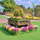 국화축제장 입구 | 전남 함평국화축제 2025 대한민국 국향대전 후기