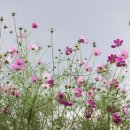 음성행정사사무소 이미지