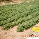 하촌농장 이미지