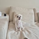 해피그래스 이미지