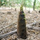 죽순 | 무농약 거제 삶은 죽순 후기🌿 오독오독 봄의 맛을 집에서 즐겨요😊