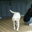 퍼피빌리티 이미지