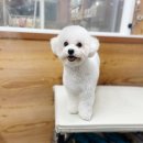 더사랑할개 이미지