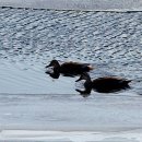 천사의 아침 이미지