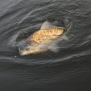 황금비늘 이미지