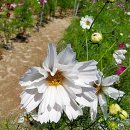 삼일1리 이미지