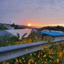 룰루베리팜 이미지