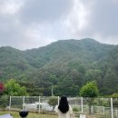 위드독(with dog) 이미지