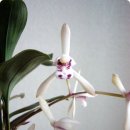 죽백3로 이미지