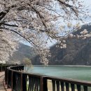 명품 벚꽃 길 이미지