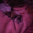 부르주화 펫 이미지