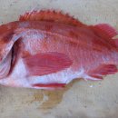 어류도감 이미지