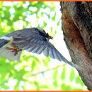 달성공원 이미지