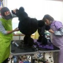 중앙애견 이미지