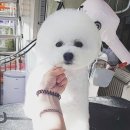 조은애견미용 이미지