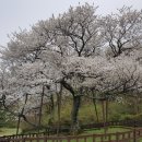 제주 봉개동 왕벚나무 자생지 이미지