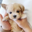 하남강아지 이미지