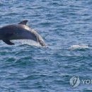제주 돌고래 이미지