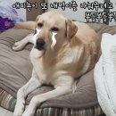 (주)마루펫 이미지