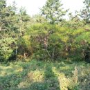 반도 태양광발전소 이미지