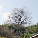 노후 및 노홍 신도비 | [상주] 옥연사(玉淵祠)