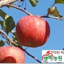 단단하고 당도 좋은 겨울 저장용 부사 판매합니다 이미지