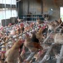 강화닭유통