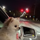 사랑스럽댕 이미지