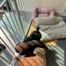 리리네 펫살롱 이미지