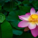 시창작강의 - (651) 시의 시작과 끝 - ② 마무리를 노련하게 하는 방법 3-2/ 하린 시인 이미지