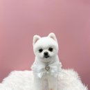 댕바이댕(DANG BY DANG) 이미지