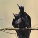 딱따구리 이미지