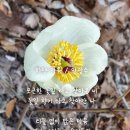 마음꽃우리마음에핀꽃