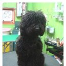 까미애견샵 이미지