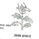 다섯번째토마토