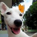 꽃보다 개 이미지