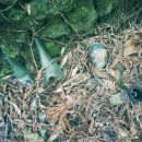 종남축사 이미지