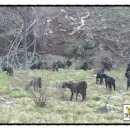 사계절 흑염소 농장 이미지